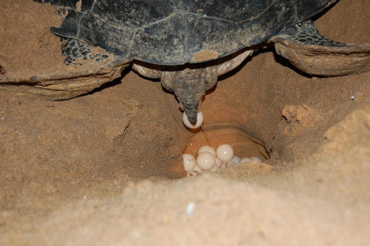 טנגלה Rekawa Turtle Gate Hotel מראה חיצוני תמונה
